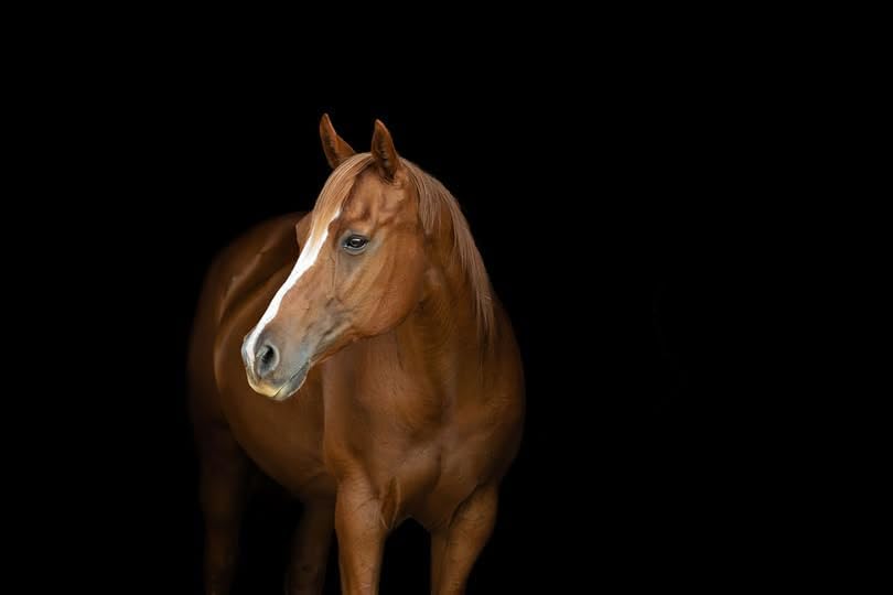 MPV Vitamin E 5,000 Pelleted Vitamin E for Horses