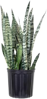 Live Snake Plant by United Nursery Sansevieria Zeylanica 20-25 inches Tall in 10 inch Plant Pot, Easy Care Indoor House Plant for Office or Home Decor