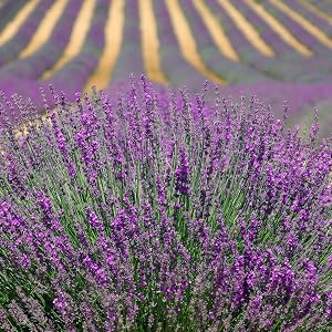 Using traditional methods, and who respect the generations to come by using organic