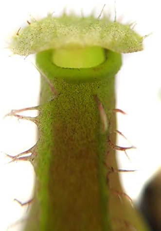 Nepenthes 'Alata' Pitcher Plant