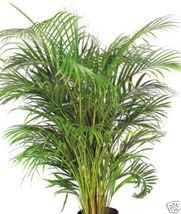 Bamboo Palm 10+ Seeds Chamaedoria Elegans