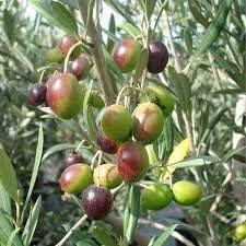 New and Healthy Olive Manzanillo Olea Europaea