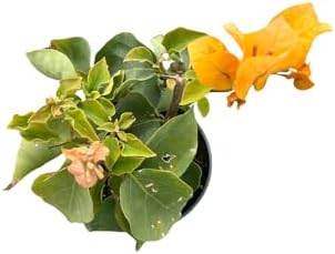 Yellow Bougainvillea - Everblooming - Indoors/Outdoors/Patio - 4" Pot