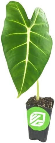 Stingray Elephant Ear Live Plant - Alocasia stringray by Wellspring Gardens - Alocasia - Unique Foliage - Versatile Plant - Tropical Plant