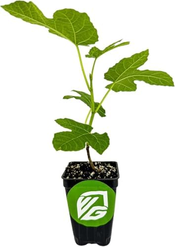 Chicago Hardy Fig Tree (1-Pack) Live Starter Plant by Wellspring Gardens | Ficus carica | Hardy & Fruitful | Ideal for Gardens | Purple-Skinned Fig | Edible Landscape Plant | Food forest