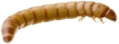 250 Medium Fresh Live Mealworms