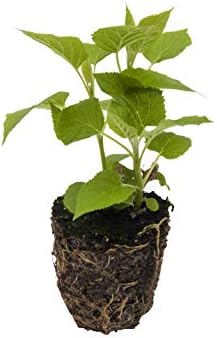 Limelight Proven Winner Hydrangea in a 4 inch Pot - A Truly Stunning Summer Blooming Hydrangea that has Flowers that Grow from Green to White to a