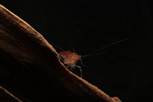 Imperial Tropicals 25 Cherry Shrimp - Neocaridina (1/3"-1/2") - USA Born and Raised!
