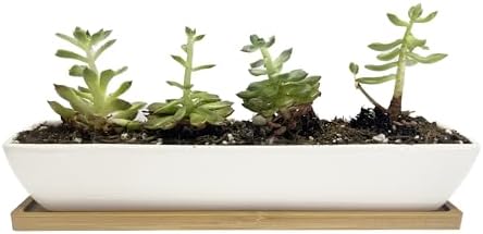 11inch Long Rectangle White Ceramic Succulent Planter Pots,with Bamboo Saucers. Product Size:11x2.23x1.69inch.