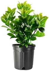 Viburnum Odoratissimum | 20 Live Plants | Fast Growing Shrub, Dense Evergreen Foliage, Fragrant White Flowers, Privacy Hedge, Low Maintenance, Drought Tolerant, Year-Round Interest