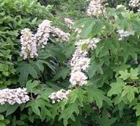 Unique Hydrangea Paniculata - Live Plant Shipped 2 Feet Tall by DAS Farms