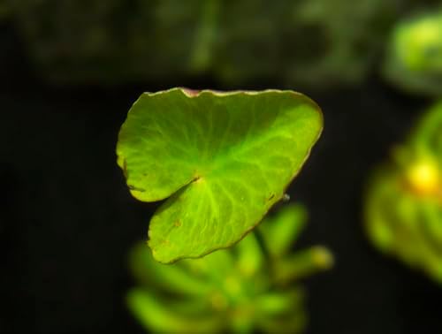 Banana Plant (Nymphoides Aquatica) Live Aquarium Plants BUY2GET1