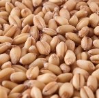 Organic Hard Red Wheat Berries 25 lb.