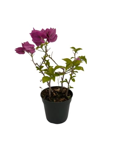 Purple Bougainvillea Plant - 4" Pot - Indoors/Out or Bonsai