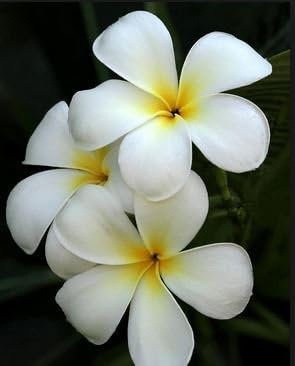 Fragrant White Hawaiian Plumeria Plant Cutting - Live Frangipani Tree Starter for Indoor/Outdoor Tropical Gardens