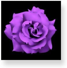 5 PURPLE ROSE Rosa Bush Shrub Perennial Flower SeedsComb S/H