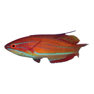 Carpenter’s flasher wrasse