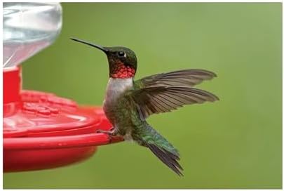First Nature 993091-546 16 oz. Hummingbird Flower Feeder , Red | Bright Flower Ports Attract Birds - Round Bottom Perch Fits Multiple Birds - See-Through Tank Shows Nectar Levels