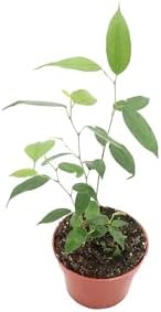 Ficus Benjamina Weeping Fig - 4'' from California Tropicals