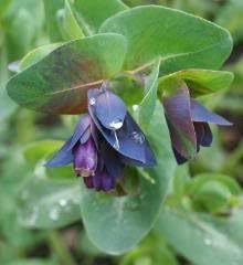 10 Blue Shrimp Plant/Honeywort/Blue Wax Cerinthe Major Flower Seeds