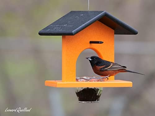 Oriole Bird Feeder, Poly Lumber Hanging Oriole Jelly Feeder (Black/Orange)