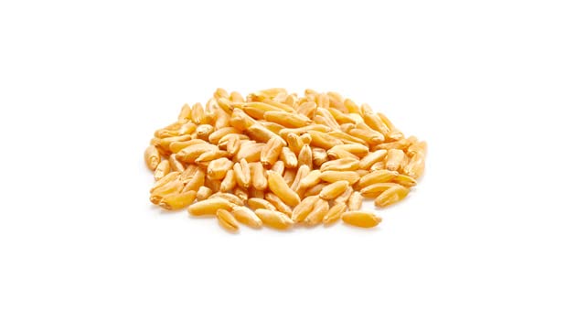 Yupik Organic Kamut Grains, 2.2 lb (35.2 oz), Non-GMO, Vegan, Kosher, Raw Whole Grains, Khorasan Wheat, Nutty Flavor, Source of Fiber & Iron, Ideal for Cooking & Sprouting