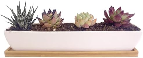 11.1 inch Long Rectangle White Ceramic Succulent Planter Pots/Mini Flower Plant Containers with Bamboo Saucers Plant Window Boxes for Office/Home