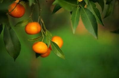 Brighter Blooms - Owari Satsuma Mandarin Tree, 1-2 ft. - No Shipping to AK, AL, AZ, CA, FL, GA, HI, LA, MS, OR, TX