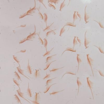 Carolina Live Adult Brine Shrimp (Artemia) – Ready-to-Feed Nutrition for Fish & Aquatic Organisms | No Hatching Required | 2 oz. Live Culture