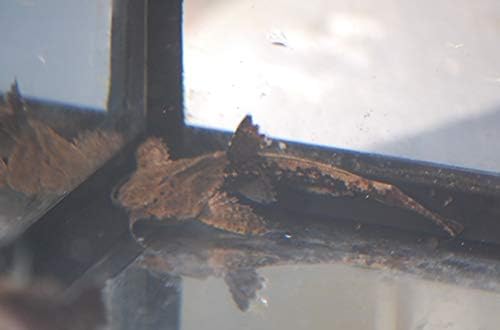 Banjo Catfish