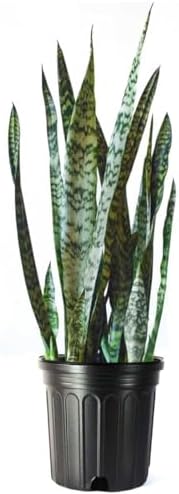American Plant Exchange Snake Plant – Medium 6-Inch Pot Yellow Sansevieria Trifasciata, Drought-Tolerant, Air-Purifying Live Houseplant for Home