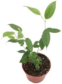 Ficus Benjamina Weeping Fig - 4'' from California Tropicals
