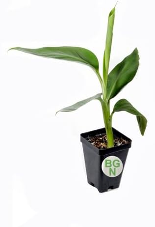 Manzano Apple Banana Plant ***Rare*** Live Manzano Apple Banana Tree