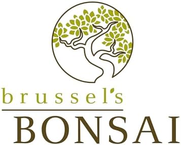 Brussel's Live Gardenia Outdoor Bonsai Tree - 6 Years Old, 10" to 14" Tall with Decorative Container | Live Bonsai Tree, Gardenia, Outdoor, 6-Year Old