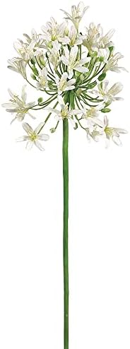 36" Agapanthus Spray Cream (Pack of 6)