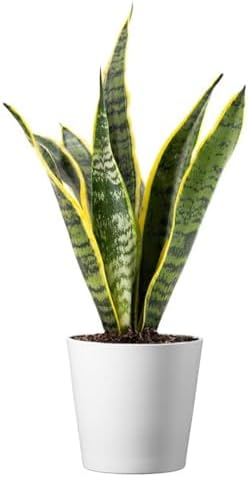 American Plant Exchange Snake Plant – Medium 6-Inch Pot Yellow Sansevieria Trifasciata, Drought-Tolerant, Air-Purifying Live Houseplant for Home