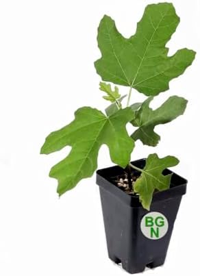 Chicago Hardy Fig Tree - Very Cold-Hardy - Live fig Tree