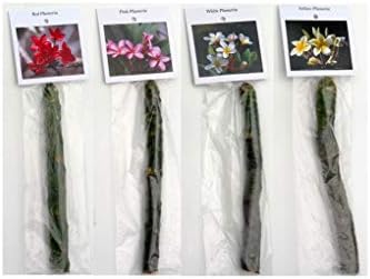 Plumeria Frangipani Plant Cuttings 4 Mixed Colors - Red, White, Yellow