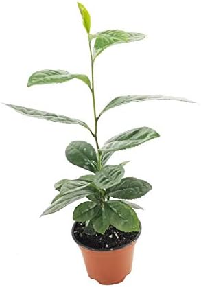 Camellia Sinensis - 4 Inch Container - Large & Beautiful Live Tea Plant - Brew Your Own Black, White, Green & Oolong Tea
