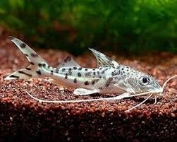 Live Freshwater Aquarium Fish - 2-3" Pictus Catfish - Populate Your Fish Tank!