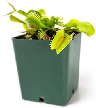 Sprig & Stone Carnivorous Plant Dionaea muscipula (Venus Fly Trap)