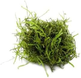 Java Moss - Vesicularia dubyana (4x6 cm) - Live Aquarium Plant