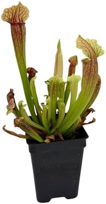 American Pitcher Plant - Sarracenia 'Judith Hindle' - Trumpet Pitcher Plant - Carnivorous Plant