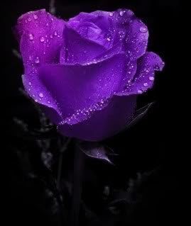 5 PURPLE ROSE Rosa Bush Shrub Perennial Flower SeedsComb S/H
