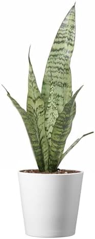 American Plant Exchange Snake Plant – Medium 6-Inch Pot Yellow Sansevieria Trifasciata, Drought-Tolerant, Air-Purifying Live Houseplant for Home