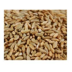 Woodstock Farms Organic Rye Berries 25 Pounds, 400 OZ
