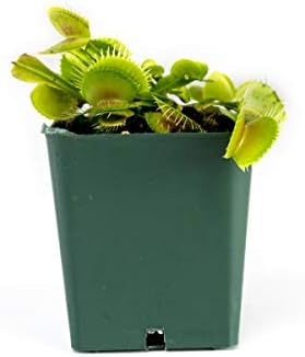 Sprig & Stone Carnivorous Plant Dionaea muscipula (Venus Fly Trap)