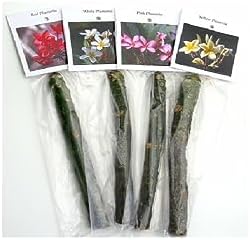 Hawaiian Frangipani Plumeria Tree Plant Cuttings 4Pk H5 Discount Hawaiian Gifts