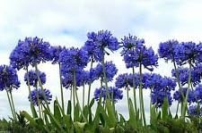 Lily of the Nile, 20+ SEEDS Flowers,Blue African Lily Agapanthus africanus