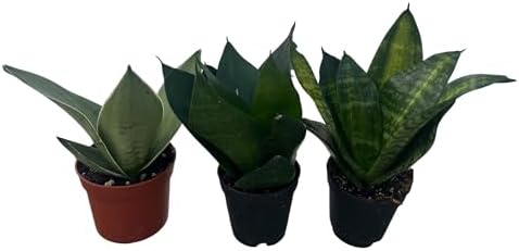 Birdsnest Snake Plant Collection - Sanseveria - 3 Plants Growing in 2" pots